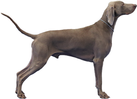 Doberman Tattoo (456x340), Png Download