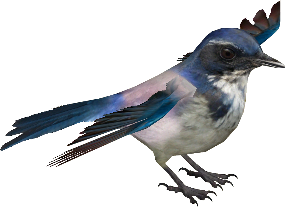 Island Scrub Jay - Palila (935x935), Png Download