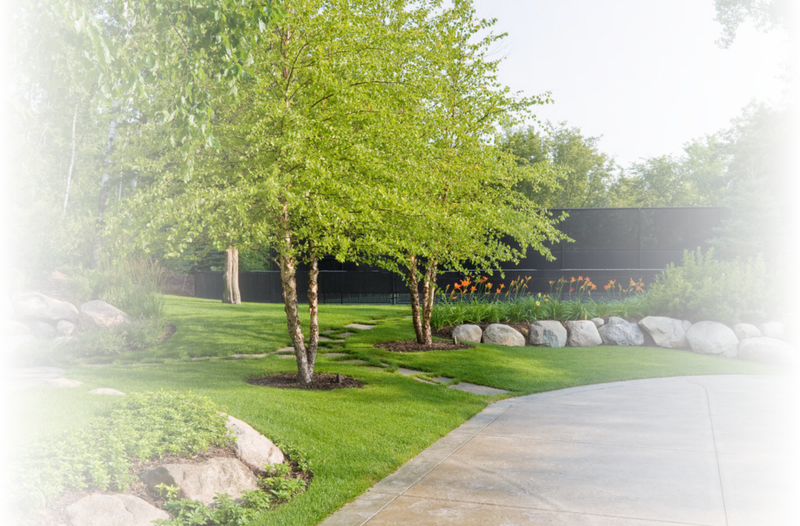 Custom Landscaping Projects In St Louis Mo - Birch Trees Landscaping (800x526), Png Download