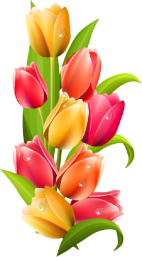 Tulip Png (280x504), Png Download