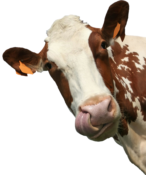Introduction To Animal Science: Global, Biological, (558x667), Png Download