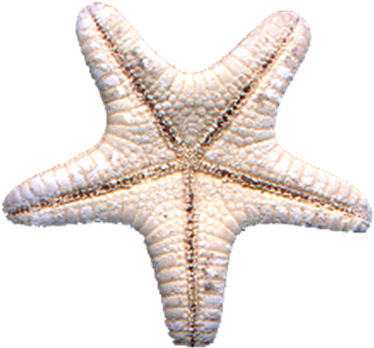 Starfish Png - Photo - Starfish (388x374), Png Download