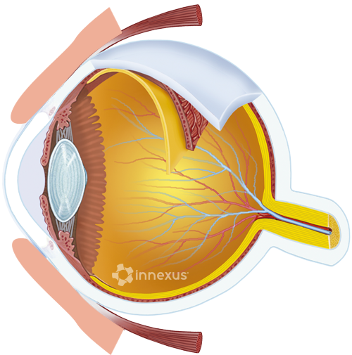 Human Eyeball - Human Eye (500x505), Png Download