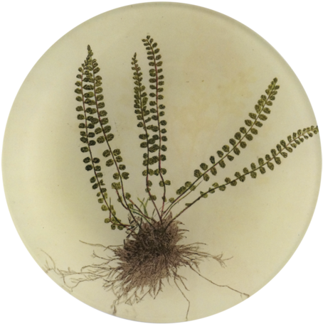Asplenium - Bird's-nest Fern (500x500), Png Download