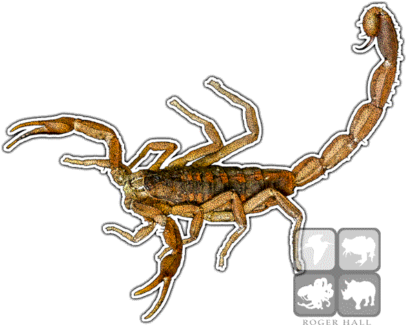 Bark Scorpion - Striped Bark Scorpion (590x471), Png Download
