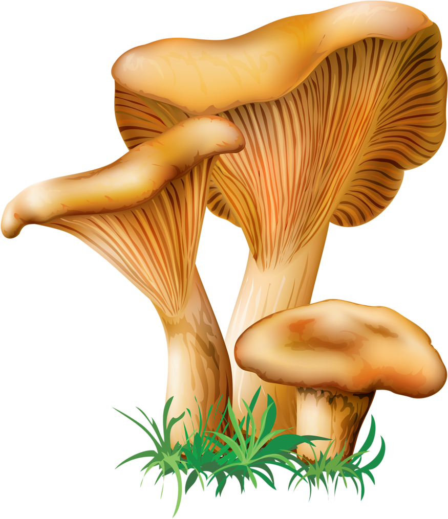 4 - Oyster Mushroom Clip Art (1007x1024), Png Download