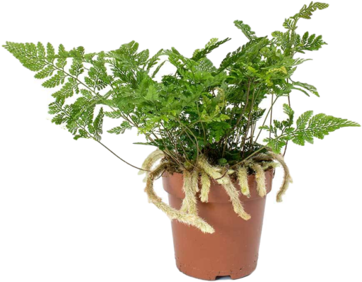 Rabbit's Foot Fern - Small Rabbits Foot Fern (600x600), Png Download