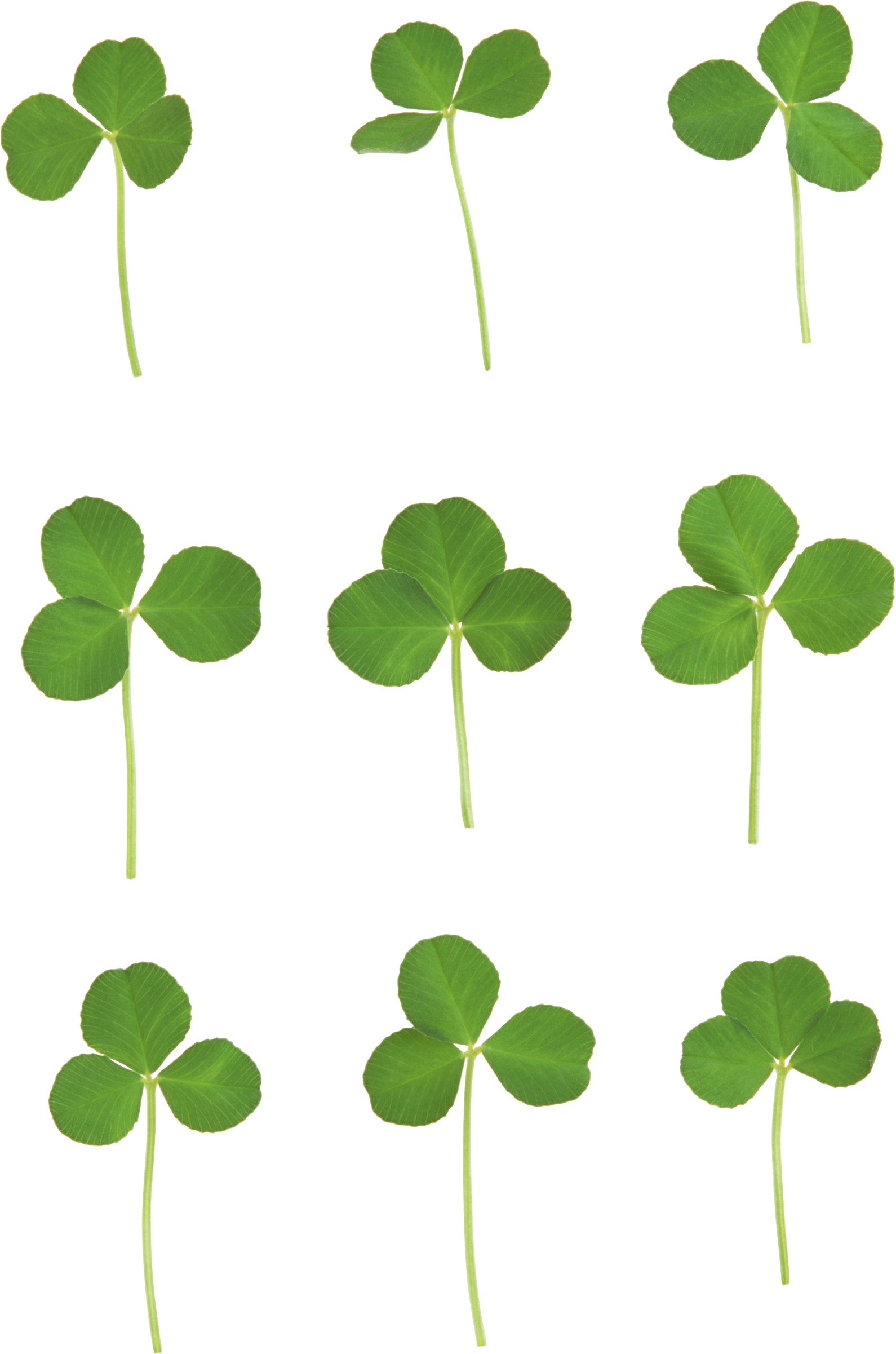 Clover Png Image, Free Clover Pictures Download - Clover Leaves Background Png (1590x2402), Png Download