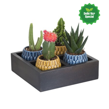 Beautiful Succulent Combo 4 In Wooden Planter - Prickly Pear (450x450), Png Download