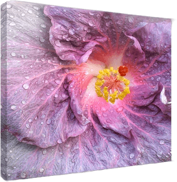 Digital Photo Printing To Canvas Turn Photos Into Art - Canvas (379x375), Png Download