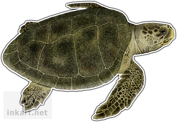 Kemp's Ridley Sea Turtle Decal - Kemp's Ridley Sea Turtle Shot Glass (590x406), Png Download