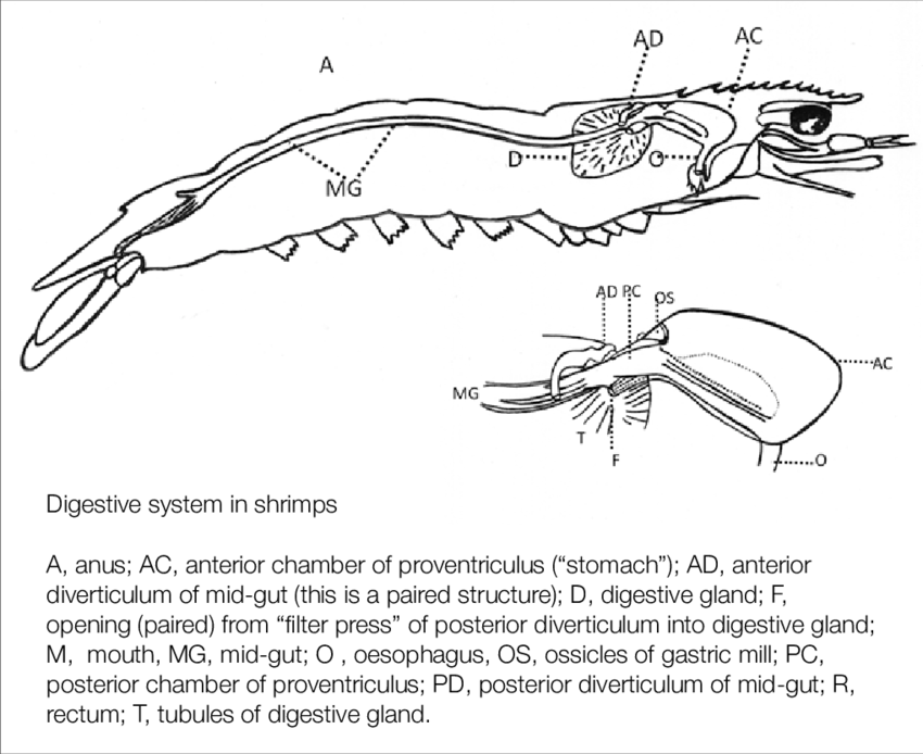 Anatomy Of Shrimp Digestive System (850x694), Png Download