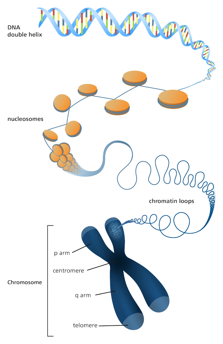 Illustration Showing How Dna Is Packaged Into A Chromosome - Chromosome Infographic (778x1200), Png Download