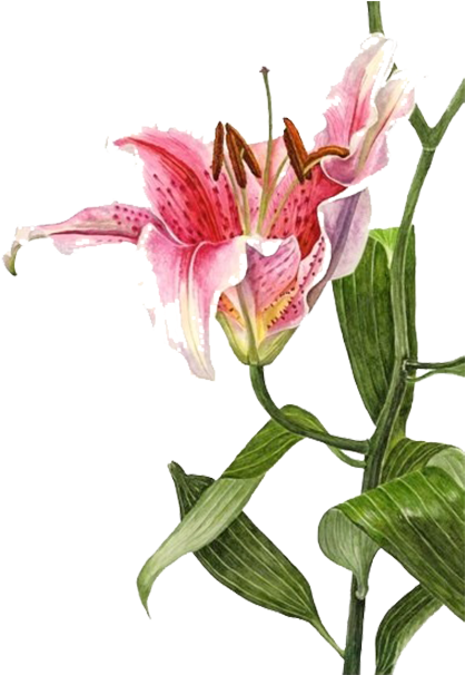 Graphic Transparent Stock Lilium Bulbiferum Watercolor - Lily Botanical Painting (500x668), Png Download