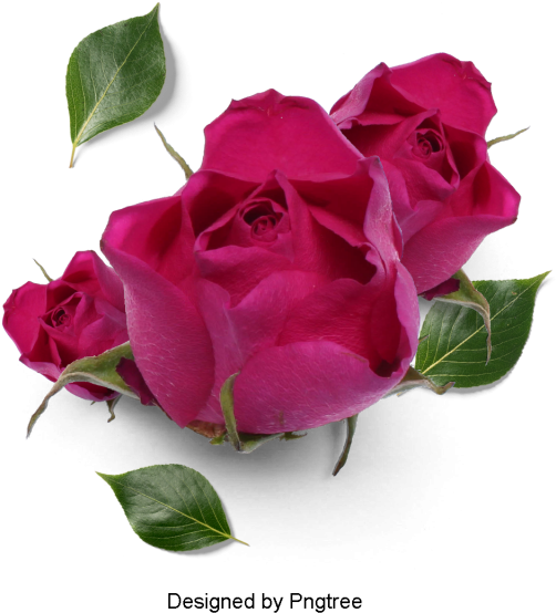 Beautiful Fresh Flower Petals, Flowers, Petals, Leaves - Transparent Png Cac Hinh Canh Dep (640x640), Png Download