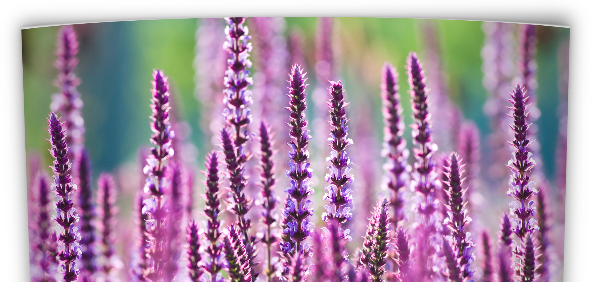 Oklahoma Perennial Flower Guide - Native Oklahoma Flowers (2002x984), Png Download