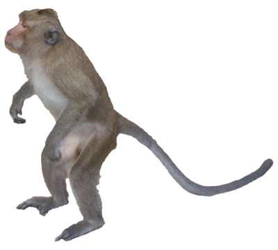 Monkey Png Images - Monkey Picture Png (400x360), Png Download