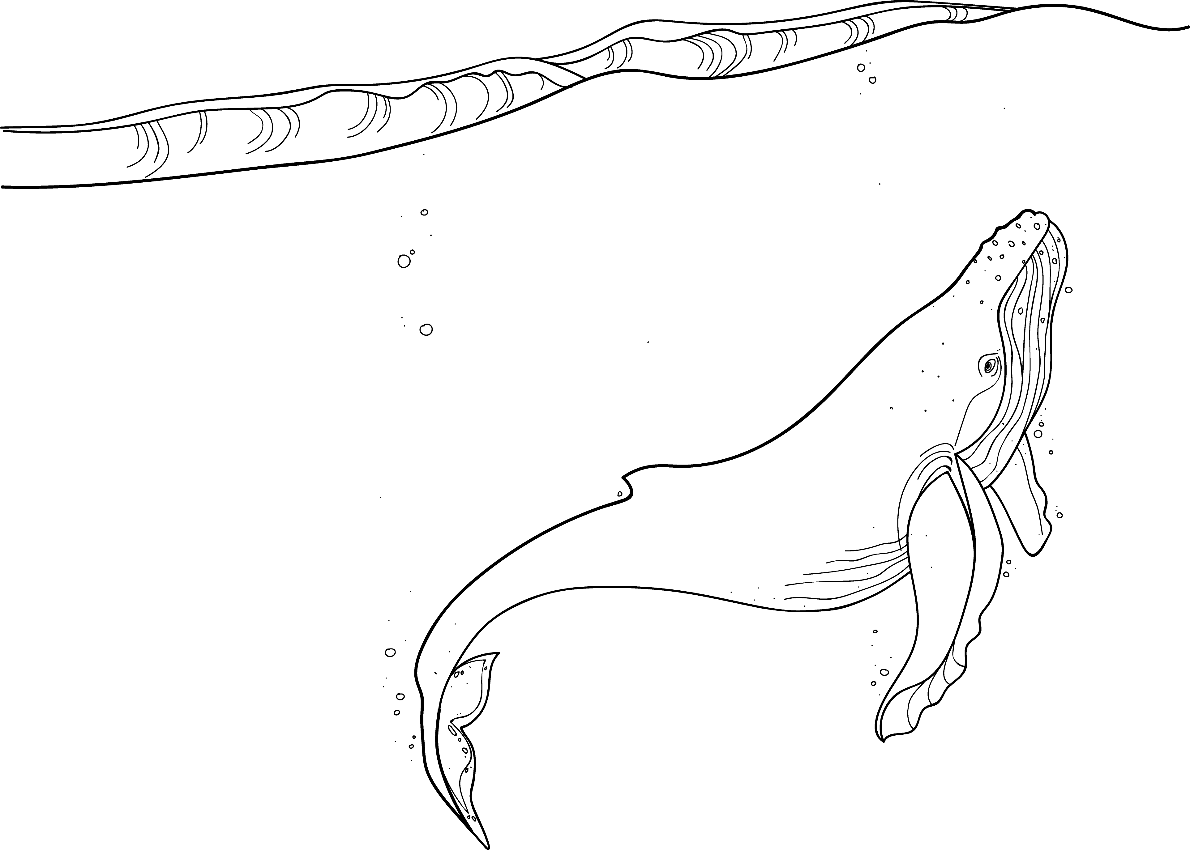 Whale - Whales (3848x2750), Png Download