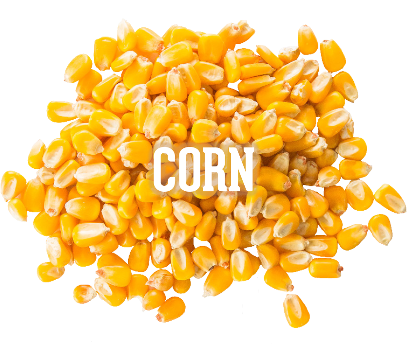 Corn - Maize (800x667), Png Download