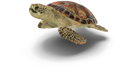 Turtle Png Picture - Transparent Background Turtle Png Transparent (600x600), Png Download