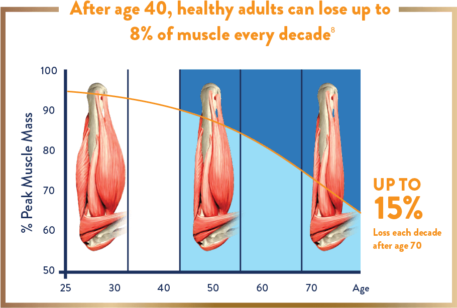 Adult's Muscle Loss Every Decade After 40 - Ensure Gold Wheat 400g (953x669), Png Download