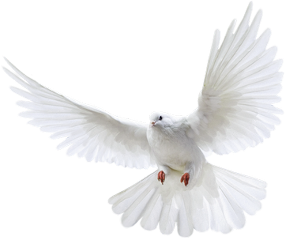 Pigeon Png Images Free Pigeon Png Pictures Download - Pigeon Png (1024x1024), Png Download