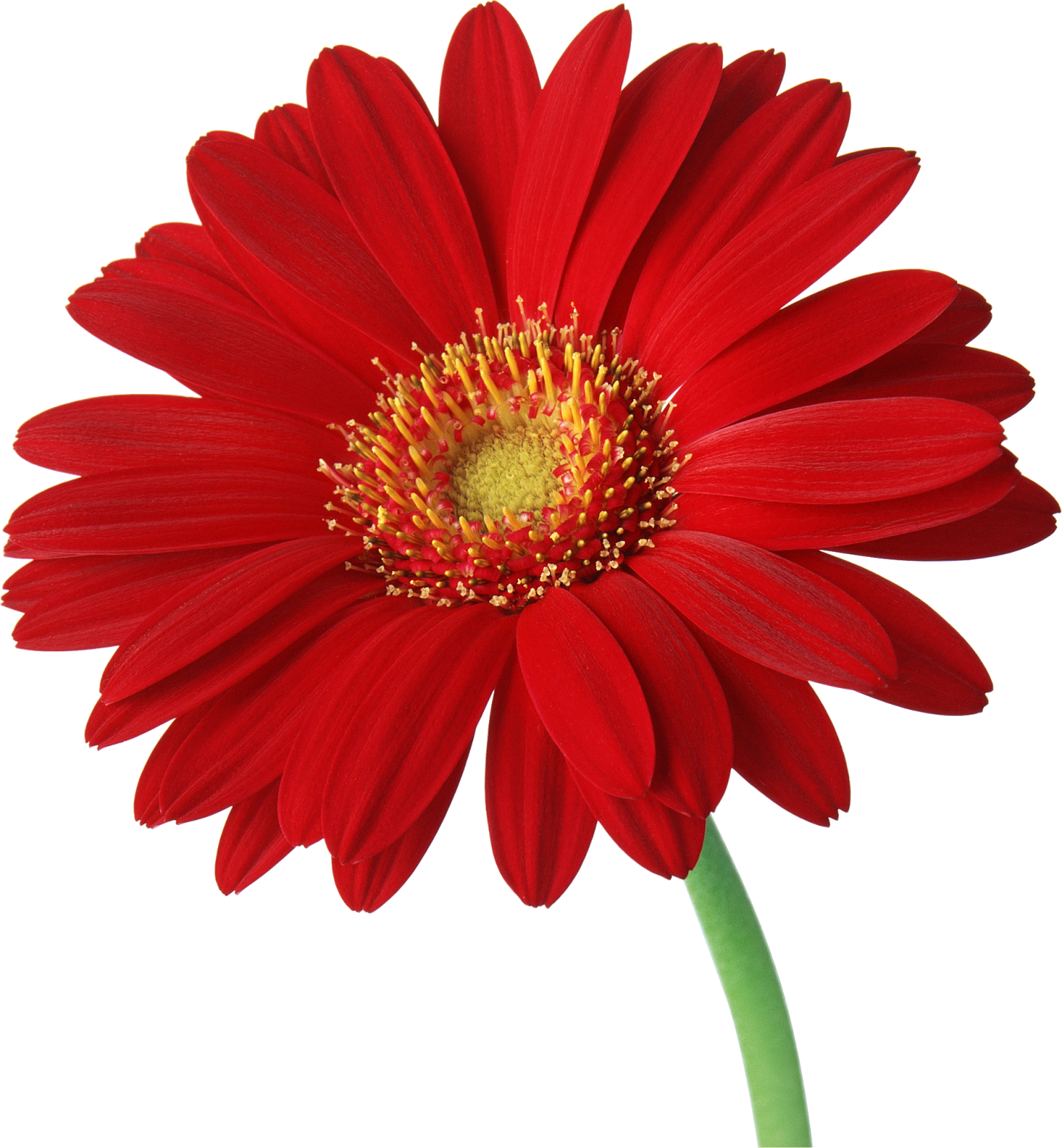 Free Stock Gerbera - Transparent Background Daisies Png (740x800), Png Download