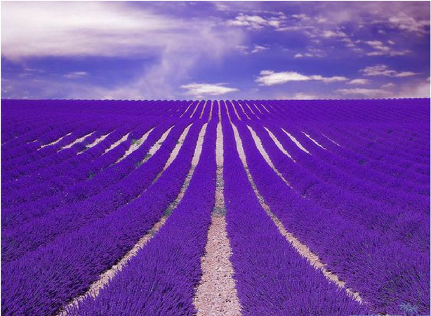 Champs Lavande Ok - Most Beautiful Lavender Flowers Farm (800x450), Png Download