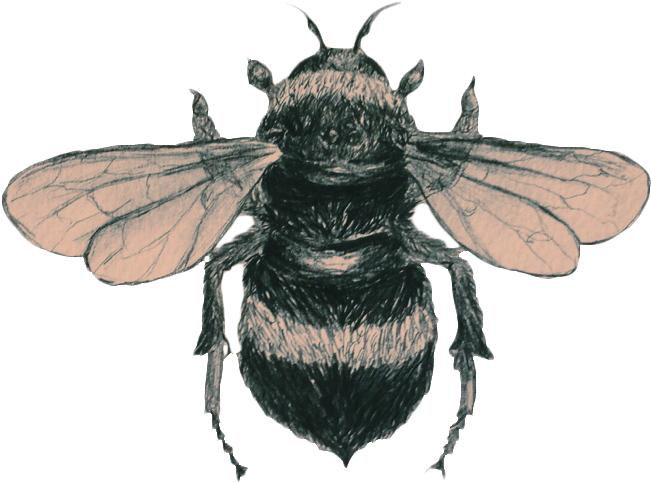 Transparent/sticker Blg Soft Grunge Blg - Bee Transparent (1280x960), Png Download