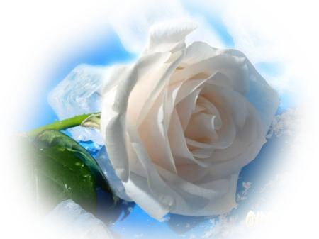 Мои Любимые - Rosas Blanca Con Cielo (450x337), Png Download