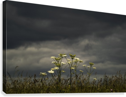 Wildflowers Blossoming Under An Ominous Dark Sky - Wildflowers Blossoming Under An Ominous Dark Sky; South (429x329), Png Download