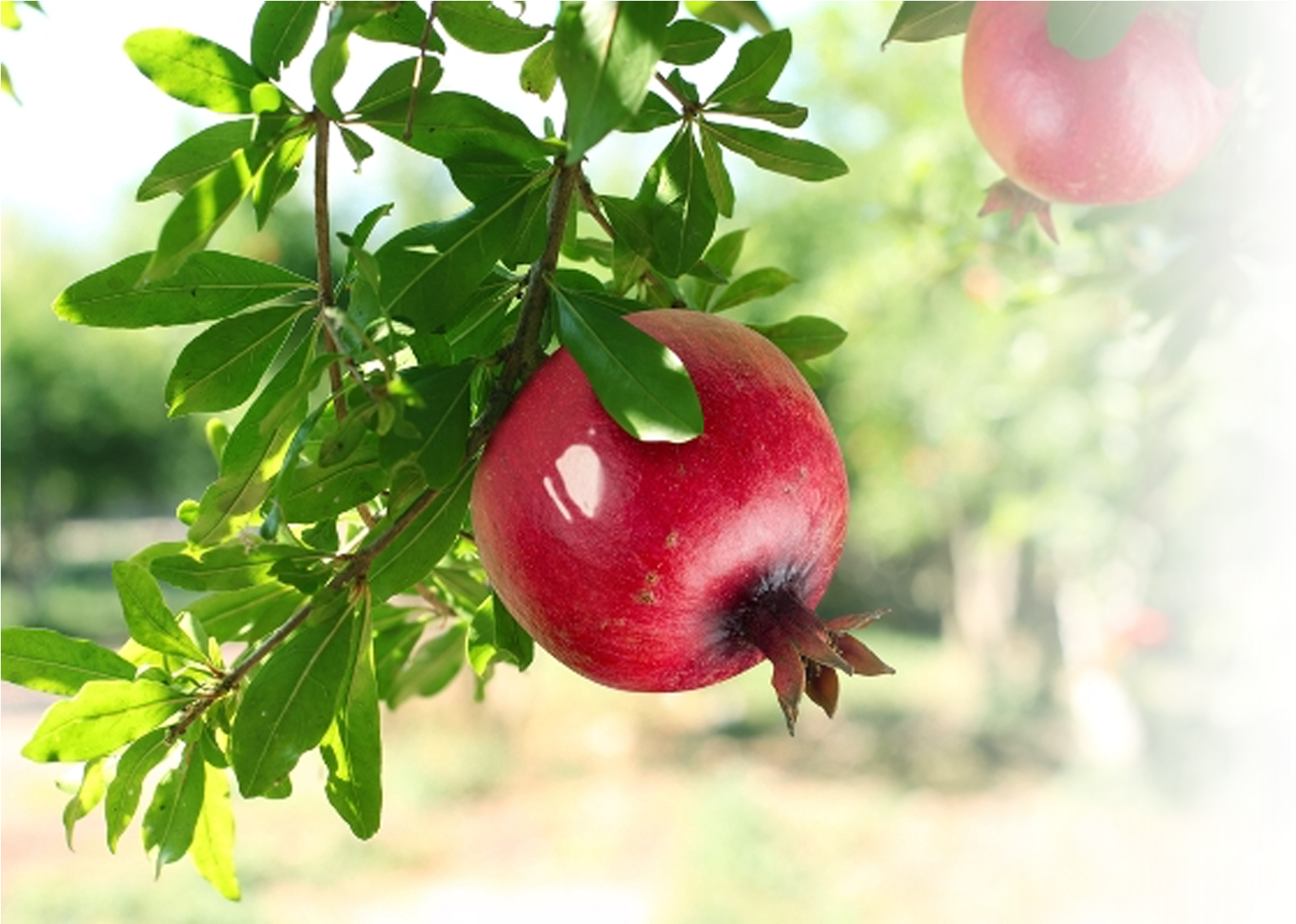 Use Of Pomegranate - Calcium Deficiency In Pomegranate (1936x1178), Png Download