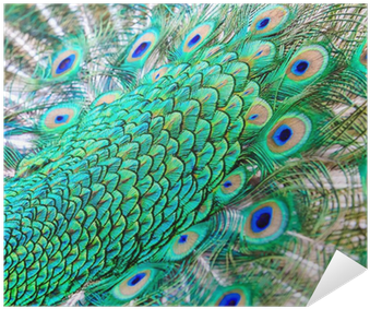 Feather (400x400), Png Download