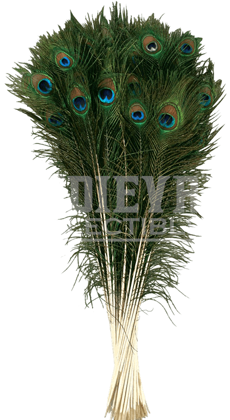 Natural Peacock Tail Plume - Zucker Feather Products Peacock Tail Eyes, 25-35", (850x850), Png Download