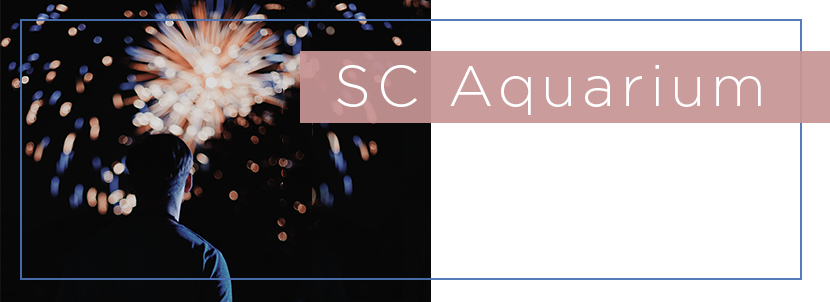 The Fireworks From The Grassy Area Next To The Yorktown - Fireworks (830x302), Png Download