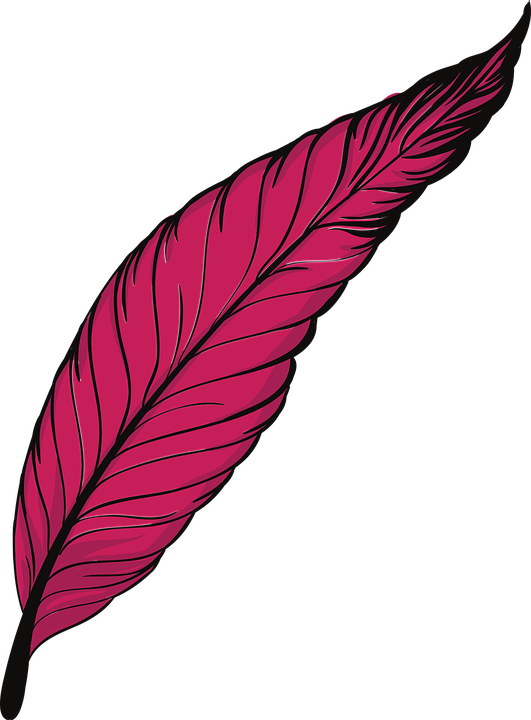 Pen, Feathers, Bird, Animal, Beautiful, Peacock - Pink Feather Png Png (531x720), Png Download