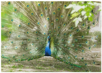 Peacocks (400x400), Png Download