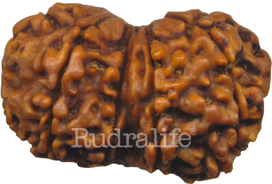 Gaurishankar - Gauri Shankar Rudraksha (1000x1000), Png Download