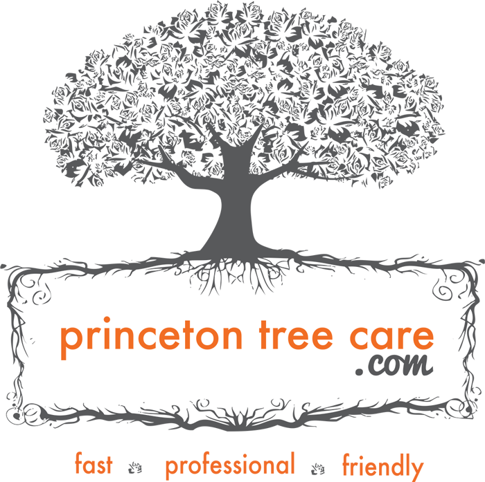 Princeton Tree Care (700x697), Png Download