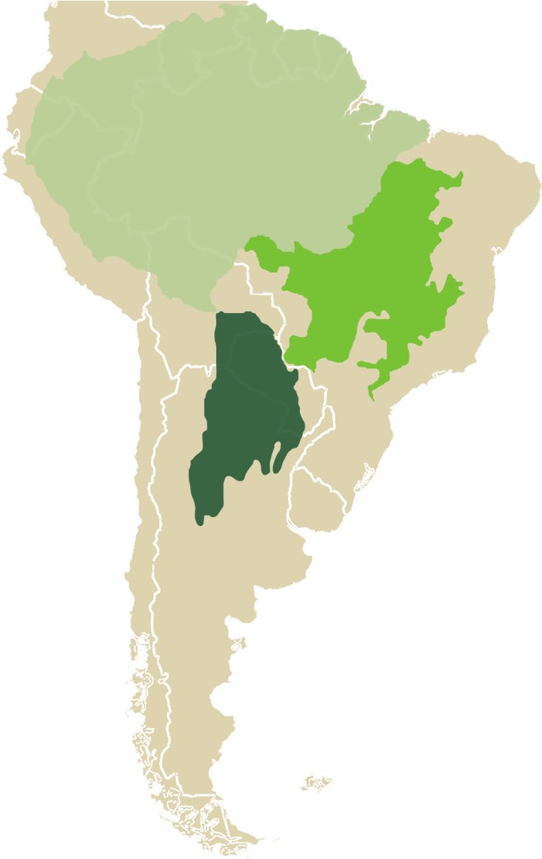 Projected Deforestation - Latin America (800x1250), Png Download