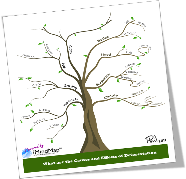 Causes And Effects Of Deforestation Or How To Make - Mind Map Of Deforestation (758x768), Png Download