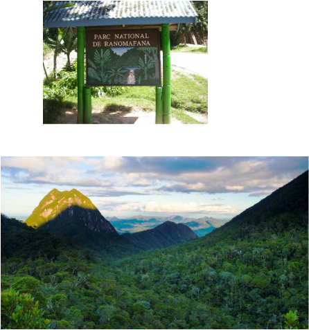 Ranomafana National Park (446x477), Png Download