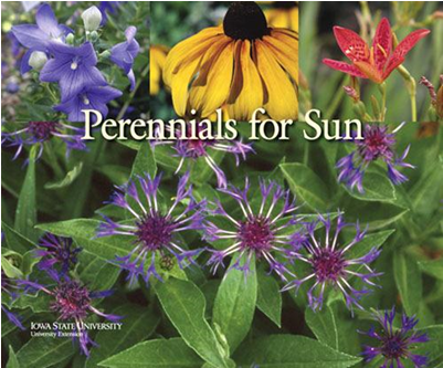 Perennials For Sun - Perennial Plant (400x514), Png Download