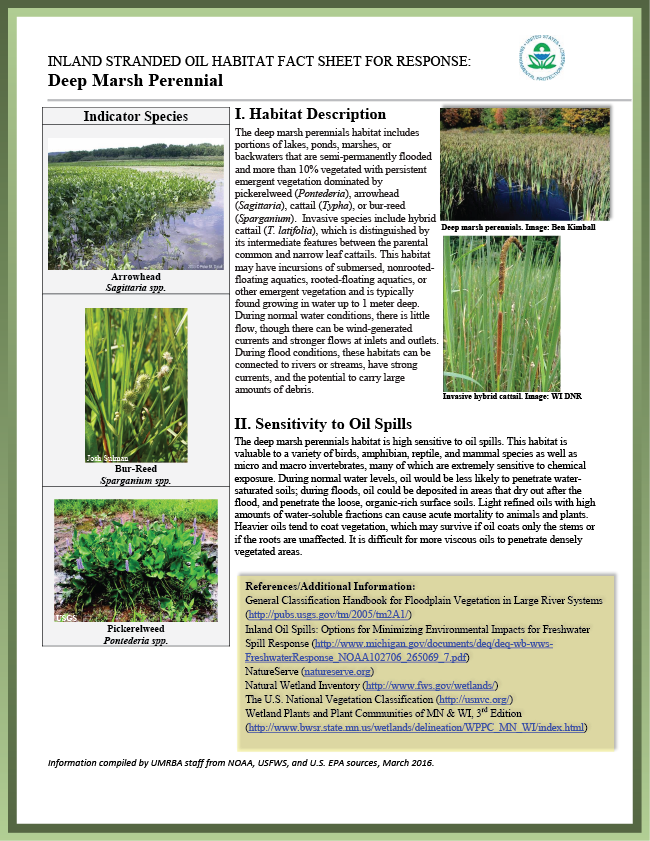 Download Pdf - Hierochloe (650x841), Png Download