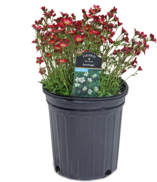 Perennial Plant (375x375), Png Download