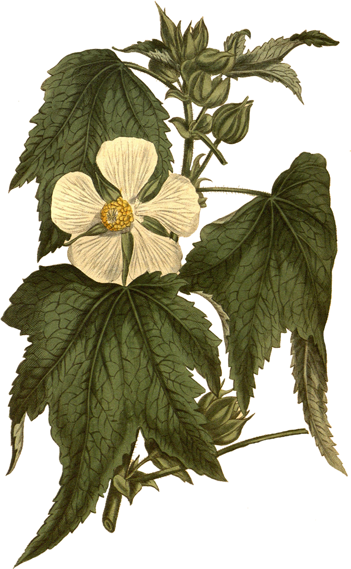 As Png Free Download - Botanical Illustration (1200x1200), Png Download