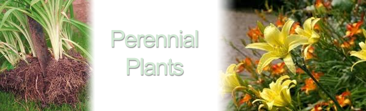 Bareroot Perennials Info - Hemerocallis (751x229), Png Download