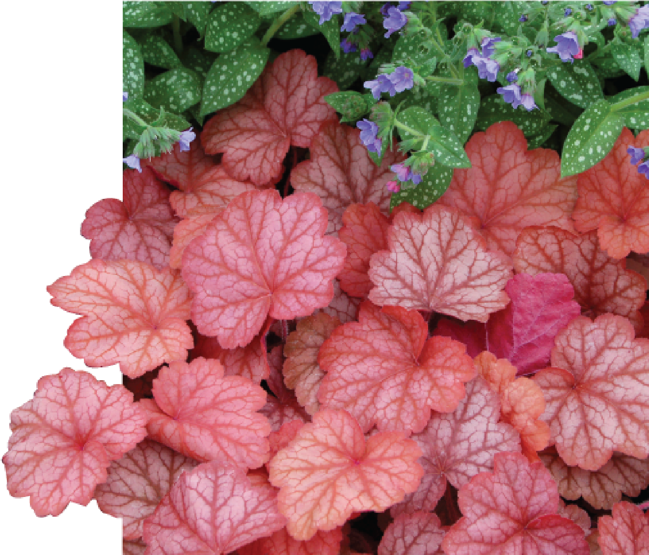Perennials - Heuchera Georgia Peach Plants (1381x1130), Png Download