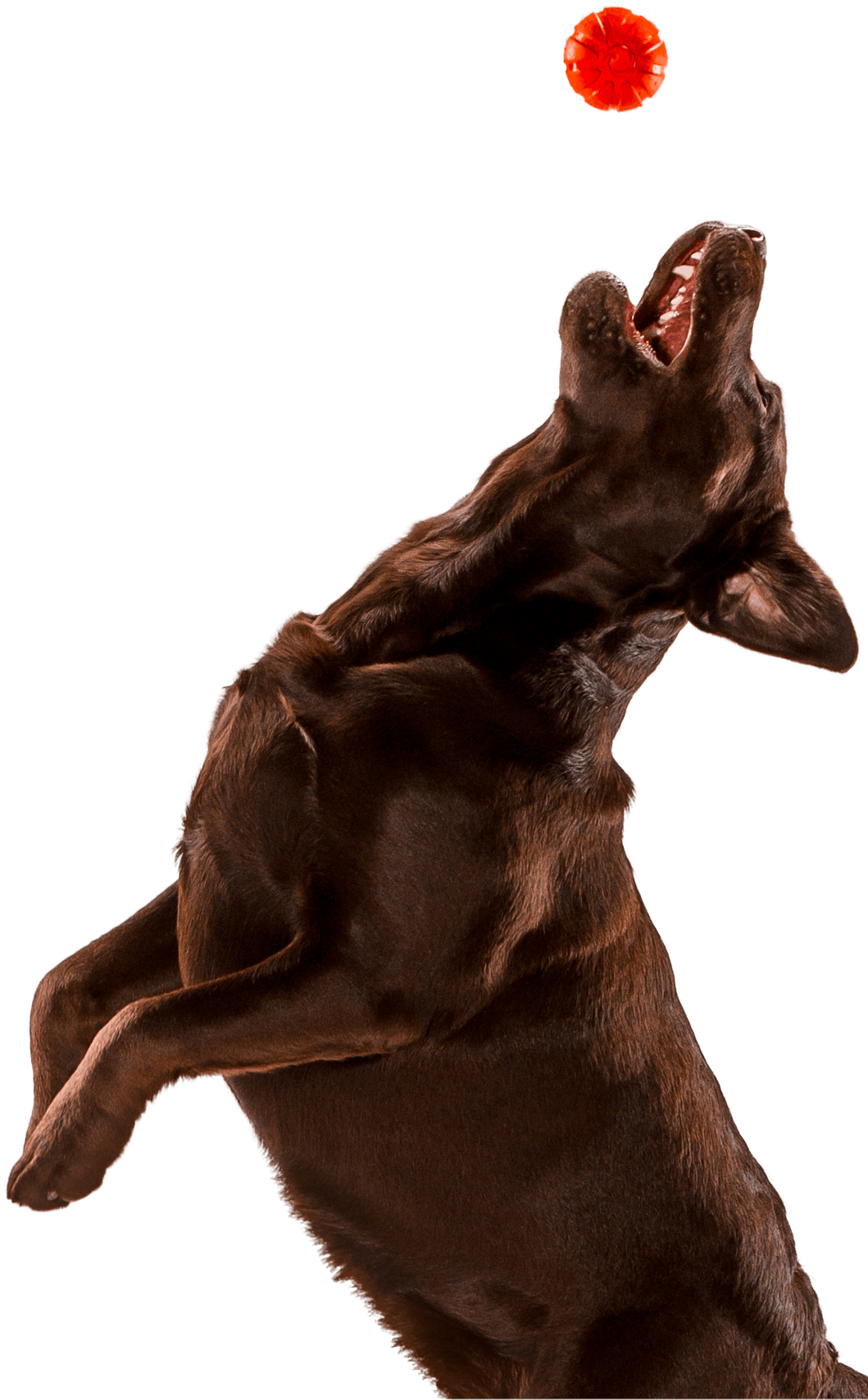 Dog Jumping - Dog (1058x1742), Png Download