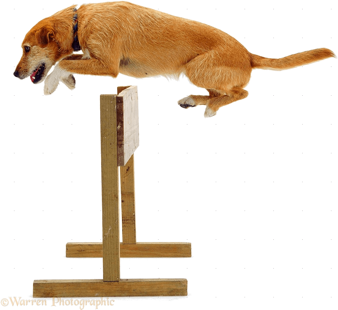 Dog Jumping Hurtle - Dog Jumping A Hurdle (1198x1094), Png Download